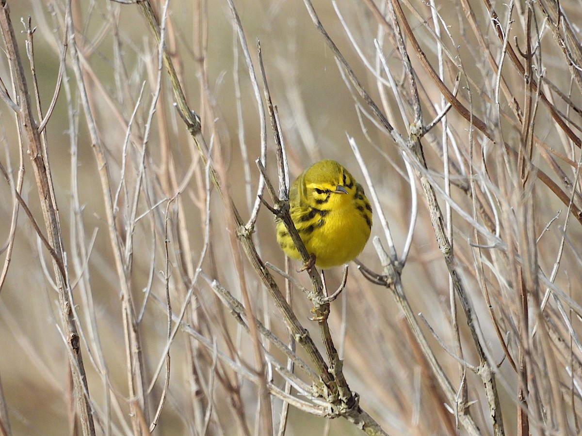 Paruline des prés - ML644426180