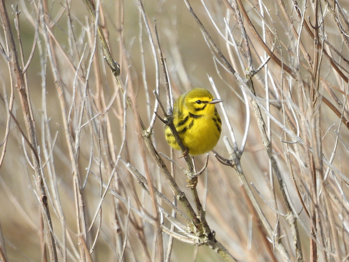 Paruline des prés - ML644426181