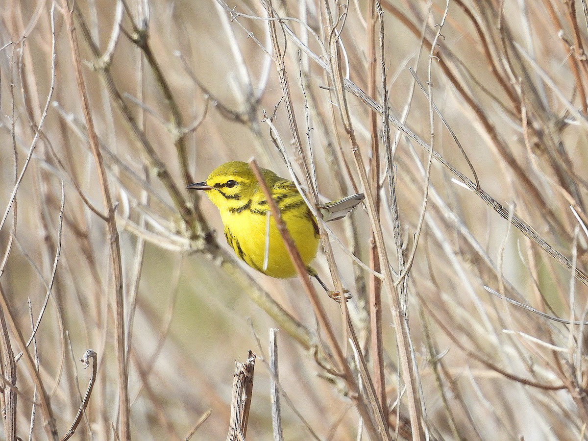 Paruline des prés - ML644426183