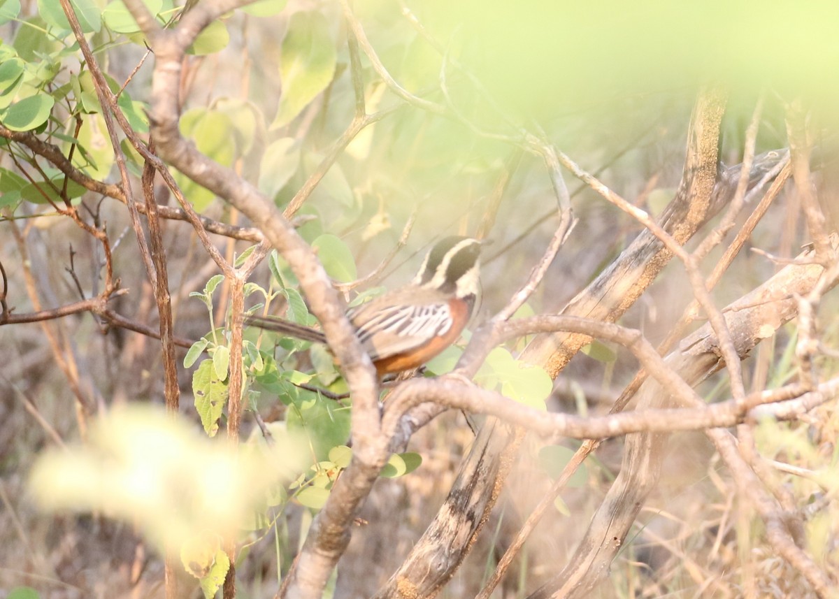 Marañon Crescentchest - ML644426196