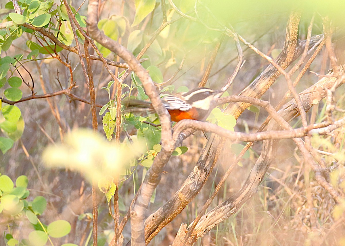 Marañon Crescentchest - ML644426197