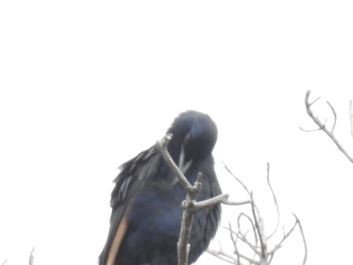 Red-winged Starling - ML644426215