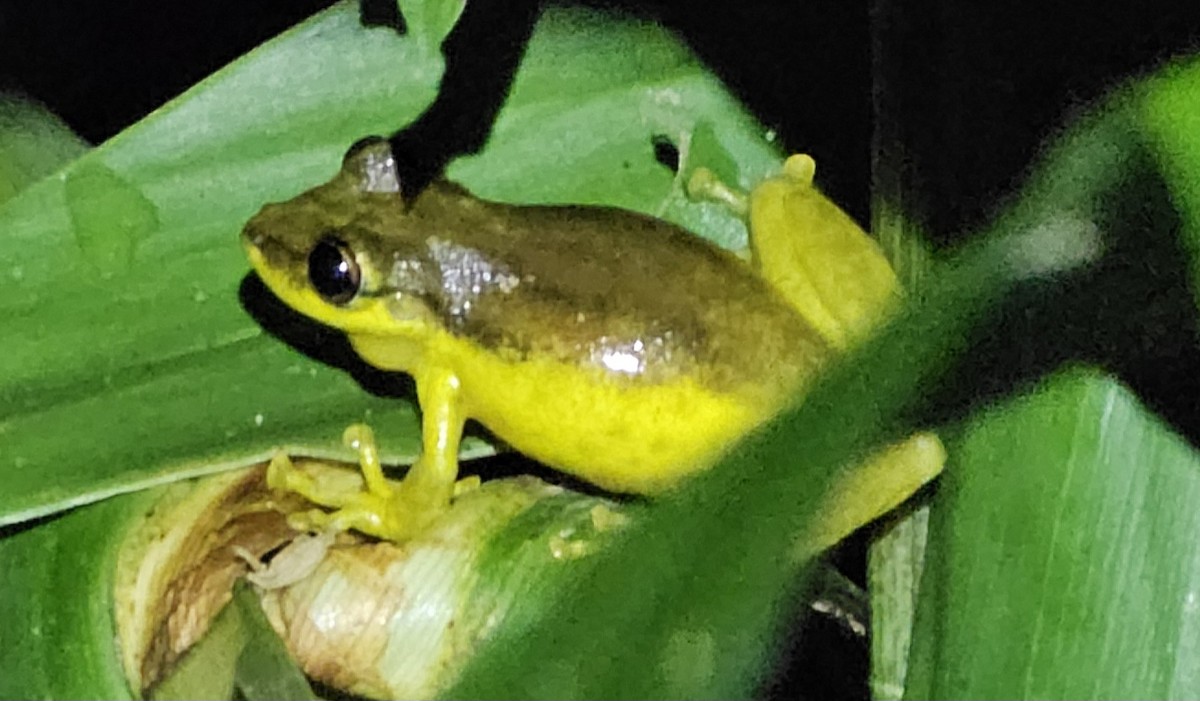 Red Snouted Tree Frog - ML644426216