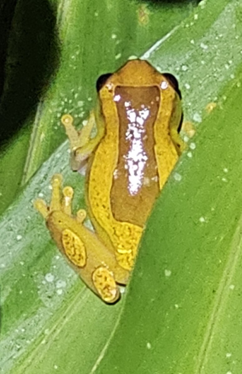 Variable Clown Tree Frog - ML644426218