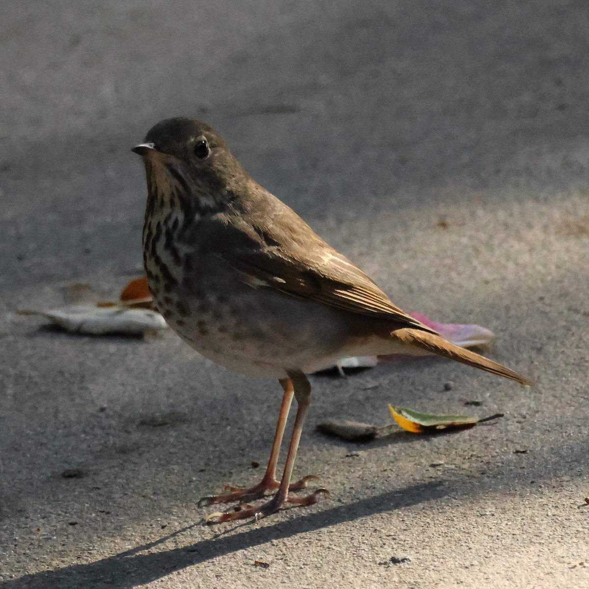 Hermit Thrush - ML644426222