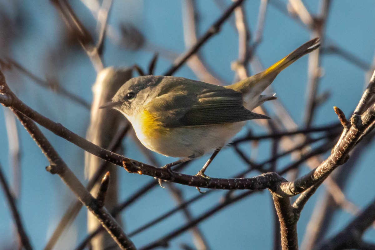 American Redstart - ML644426226