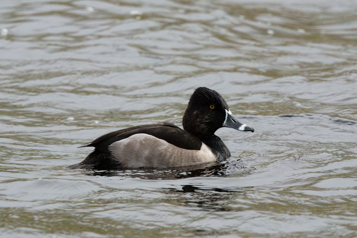 Ring-necked Duck - ML644426242