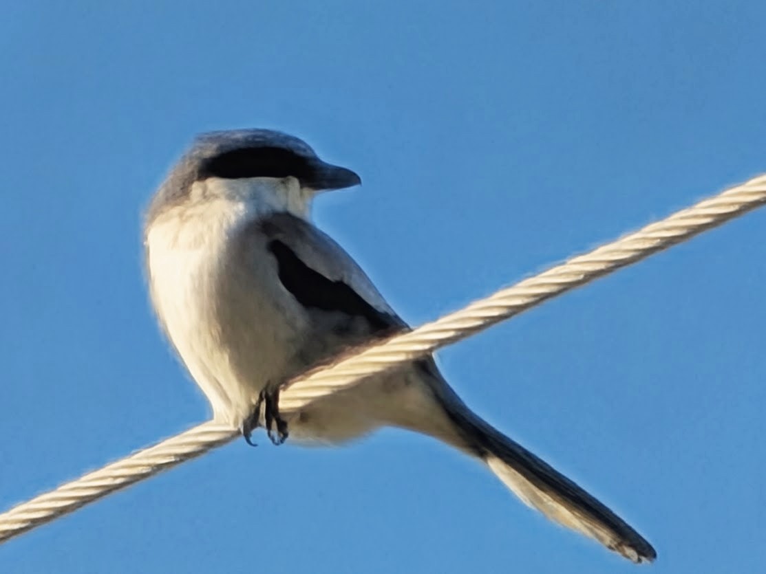 Loggerhead Shrike - ML644426244