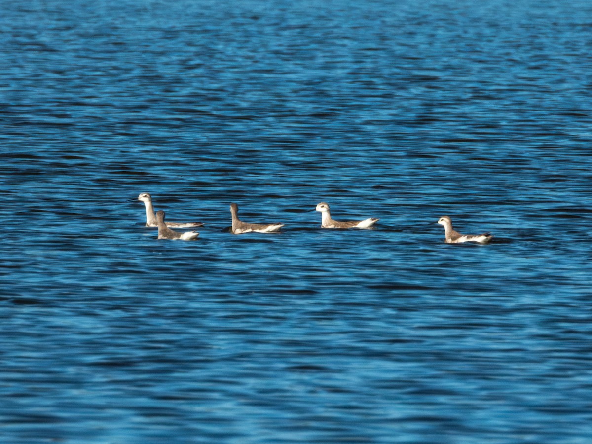 Wilsonwassertreter - ML644426250