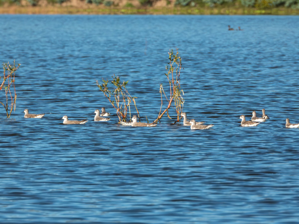 Wilsonwassertreter - ML644426251