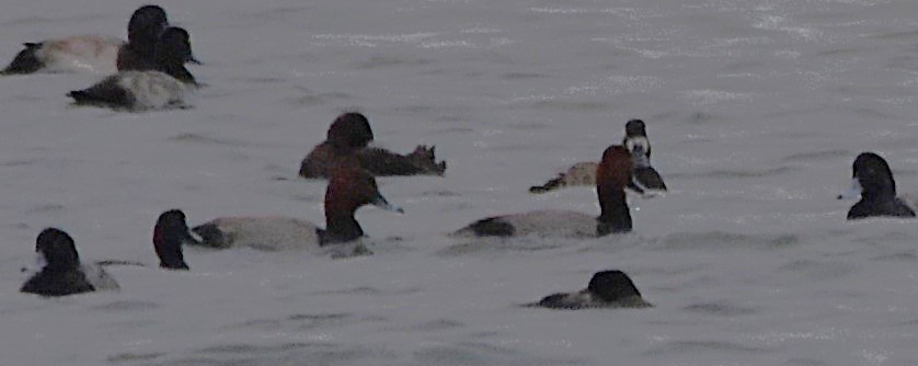 Redhead - ML644426264