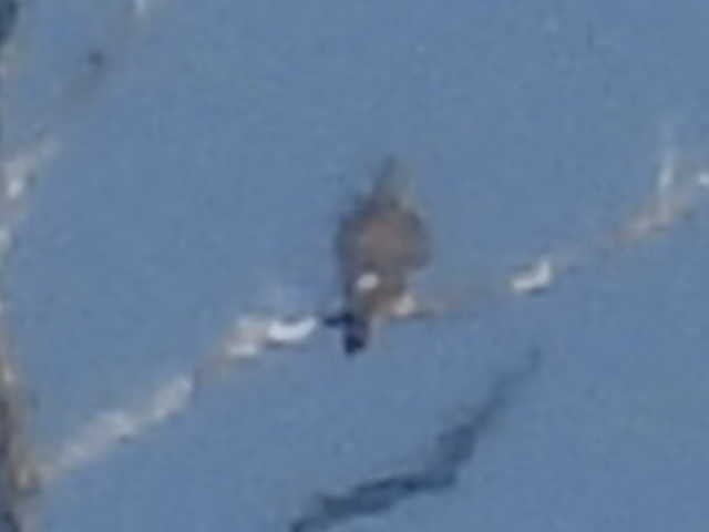 タカ科 - ML644426273