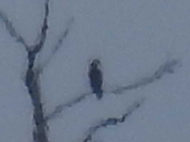 タカ科 - ML644426274