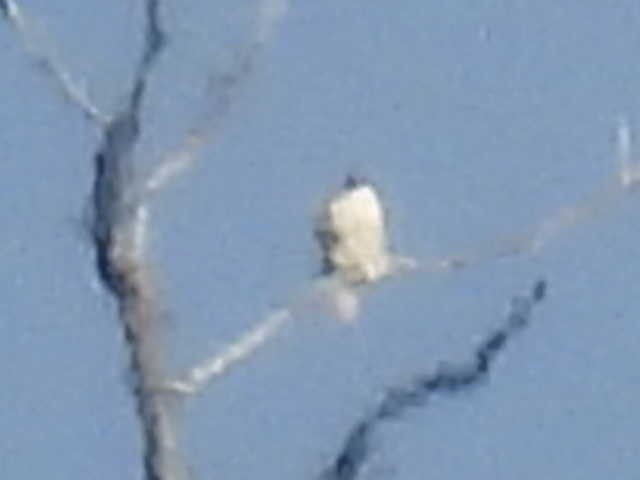 タカ科 - ML644426275