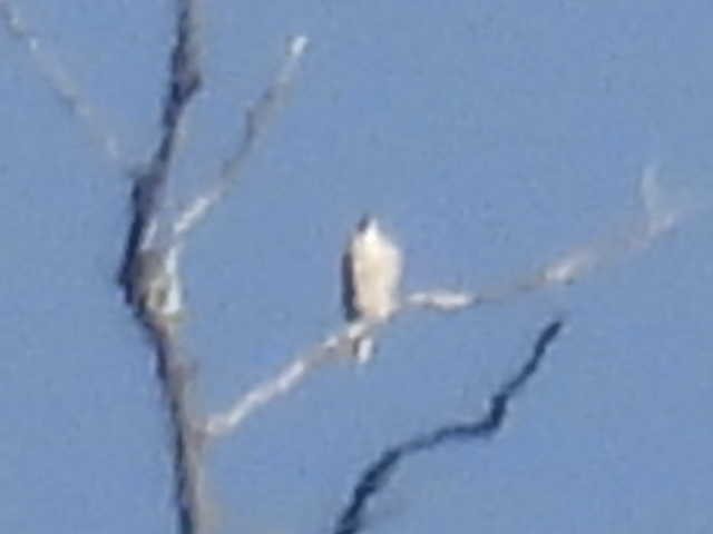 タカ科 - ML644426276