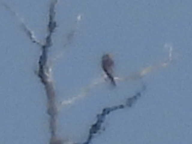 タカ科 - ML644426277