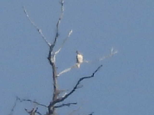 タカ科 - ML644426278