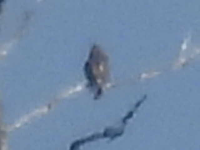 タカ科 - ML644426279