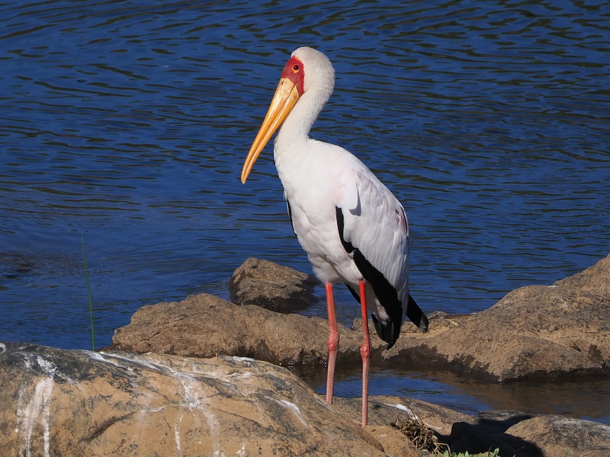 חסידן ורוד - ML644426292