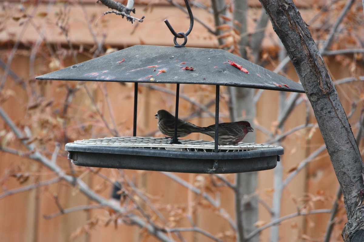 メキシコマシコ - ML644426294