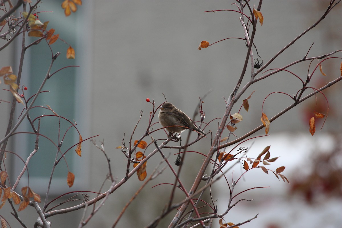 イエスズメ - ML644426301