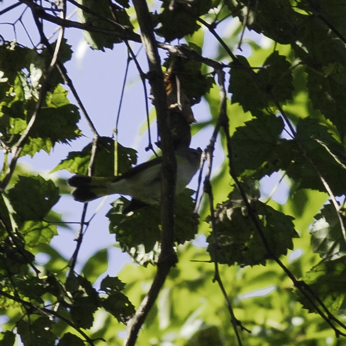 American Redstart - ML644426319