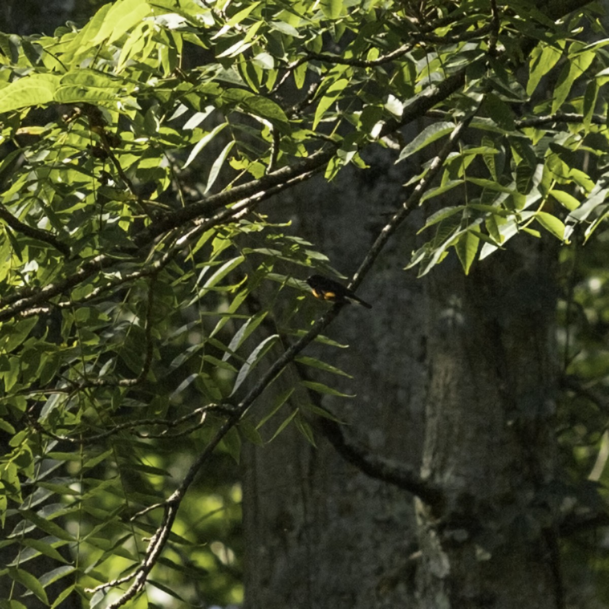 American Redstart - ML644426321
