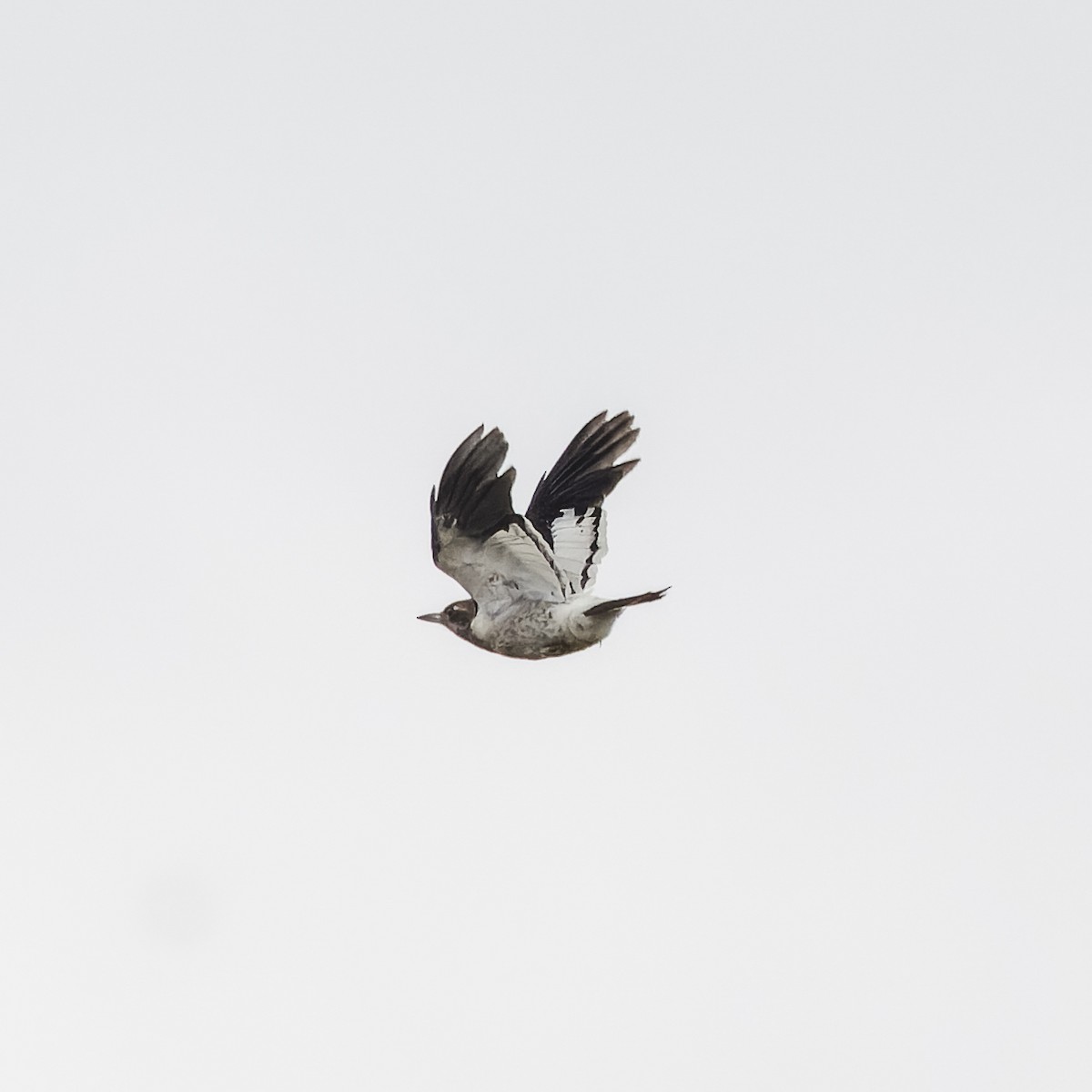 Red-headed Woodpecker - ML644426330