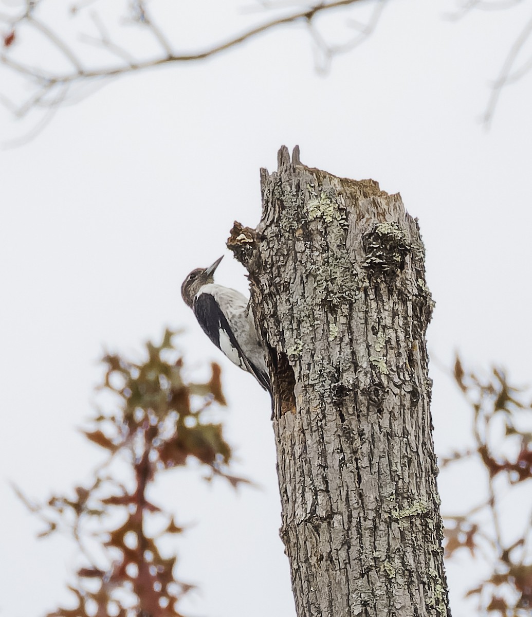Red-headed Woodpecker - ML644426331