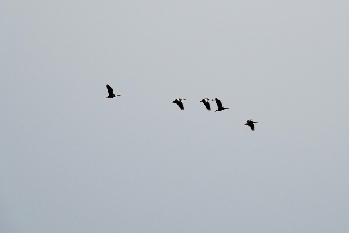 Suirirí Piquirrojo - ML644426332