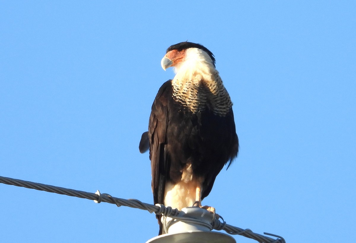 gribbkarakara - ML644426333