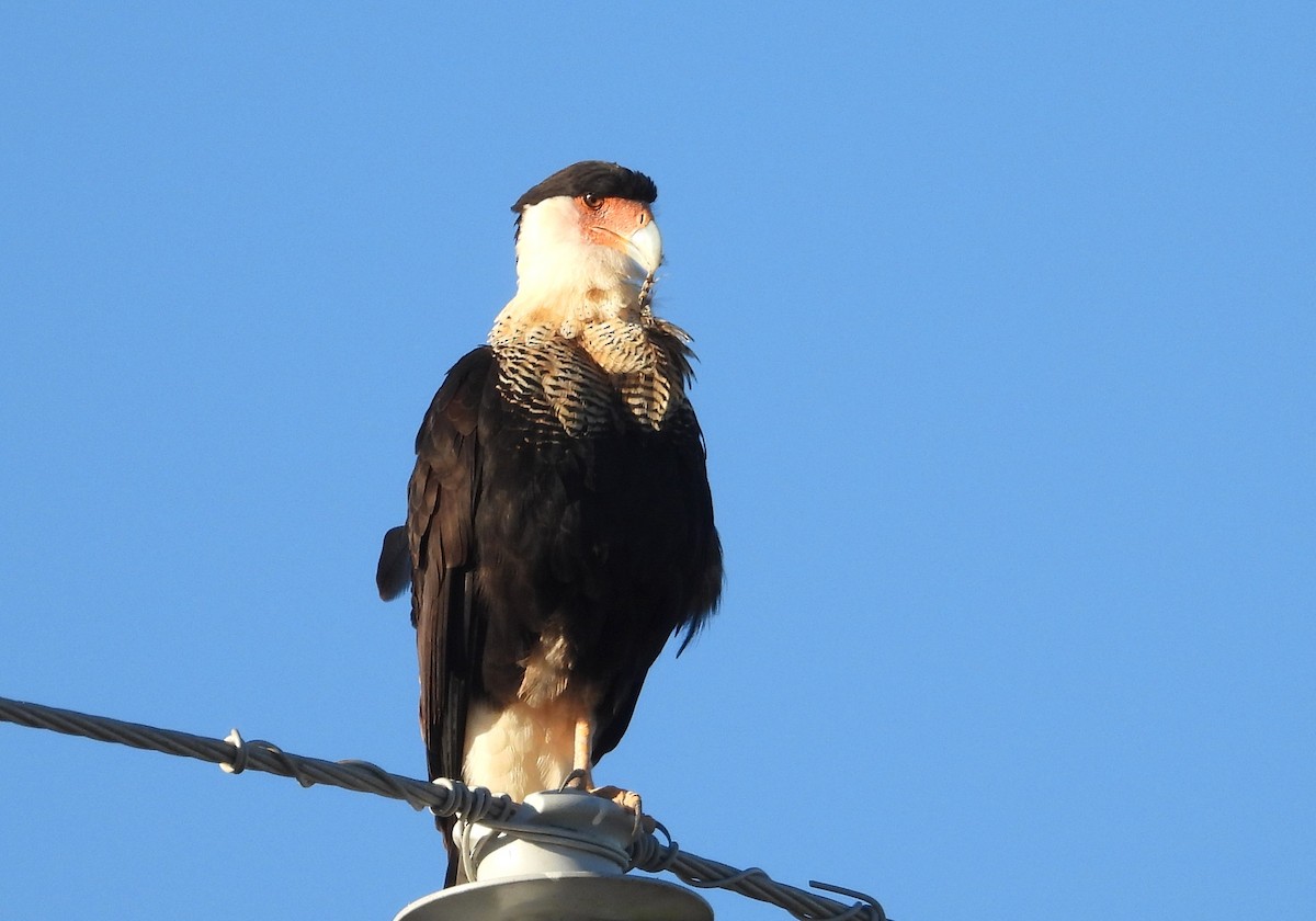 gribbkarakara - ML644426334