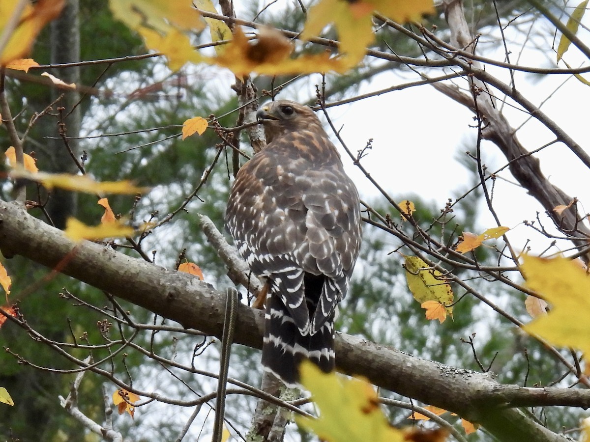Red-shouldered Hawk - ML644426338