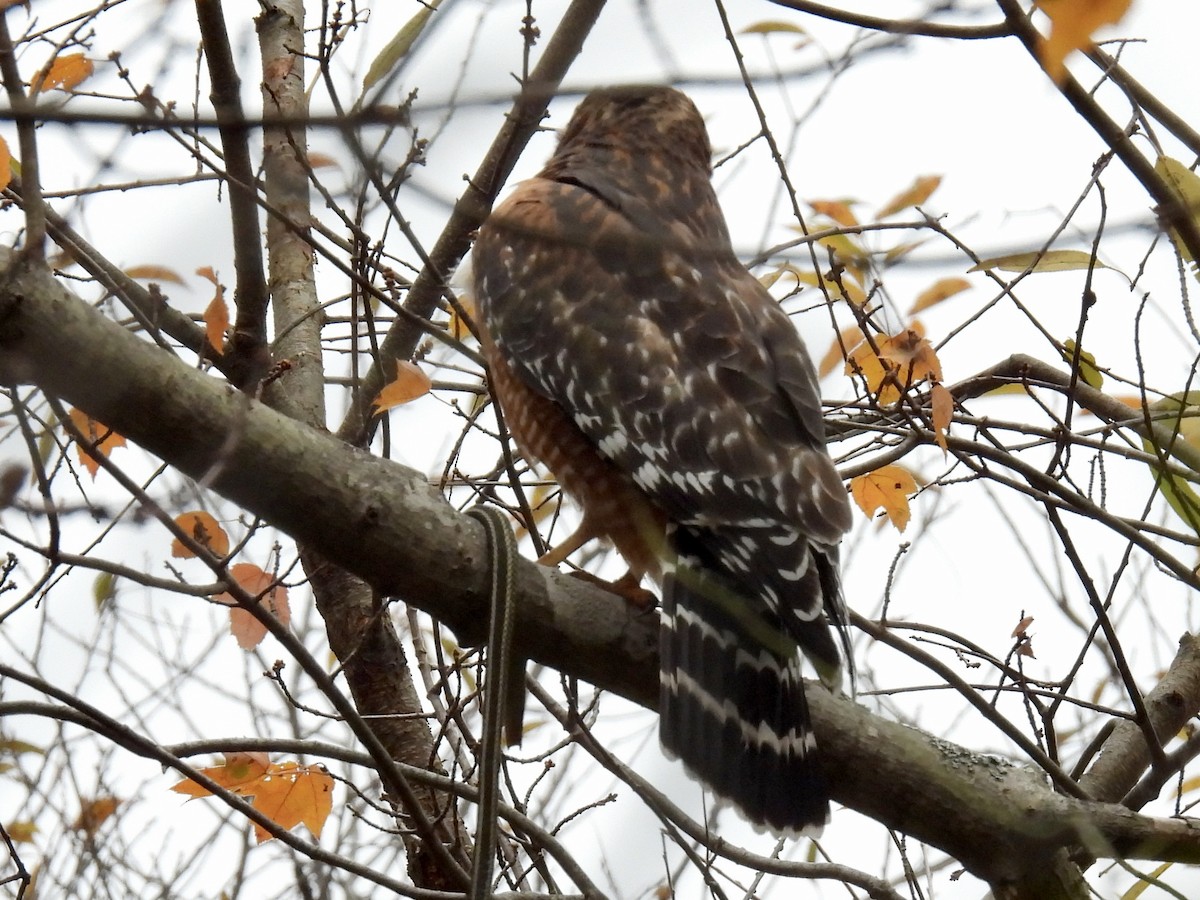 Red-shouldered Hawk - ML644426339