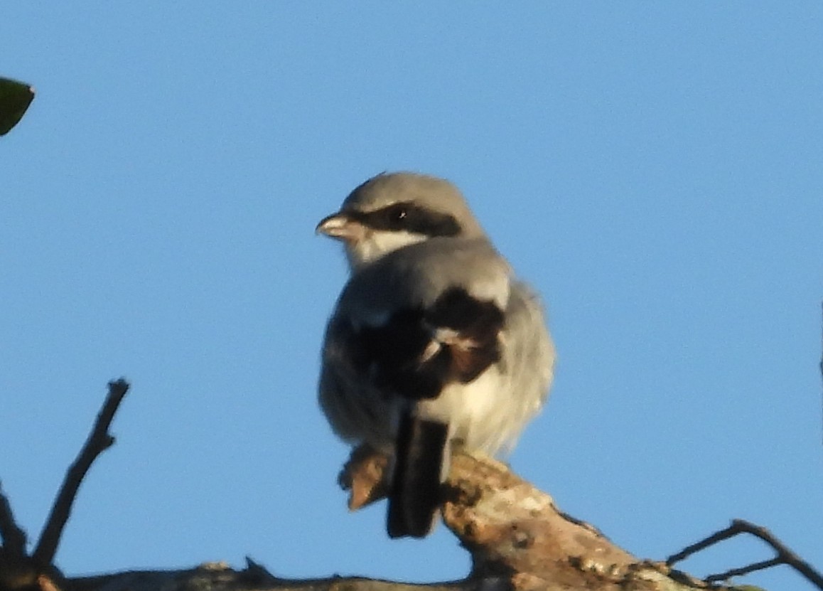 amerikavarsler - ML644426355