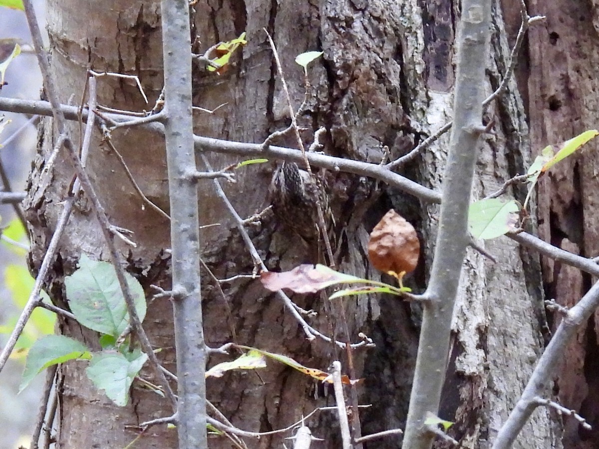 Brown Creeper - ML644426367