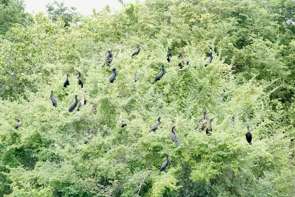 Cormorán Biguá - ML644426371