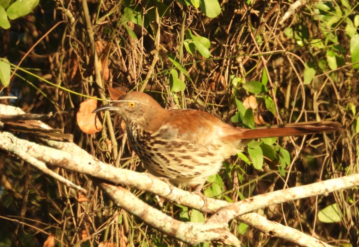 langnebbspottefugl - ML644426373