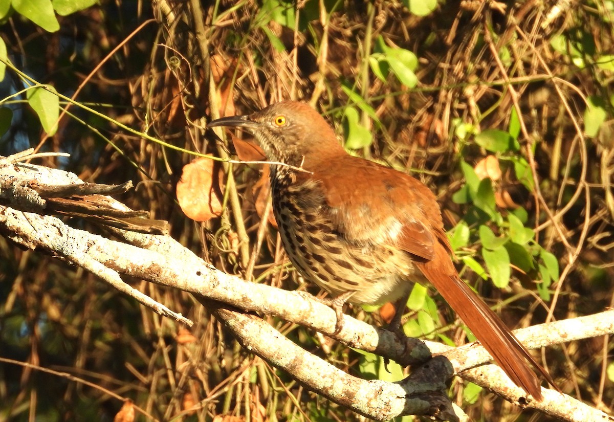 langnebbspottefugl - ML644426374