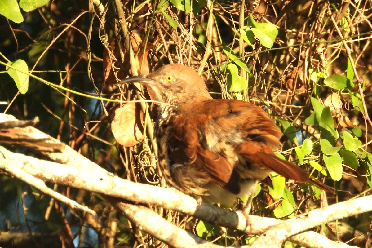 langnebbspottefugl - ML644426375