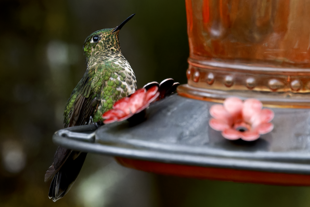 Tyrian Metaltail - ML644426381