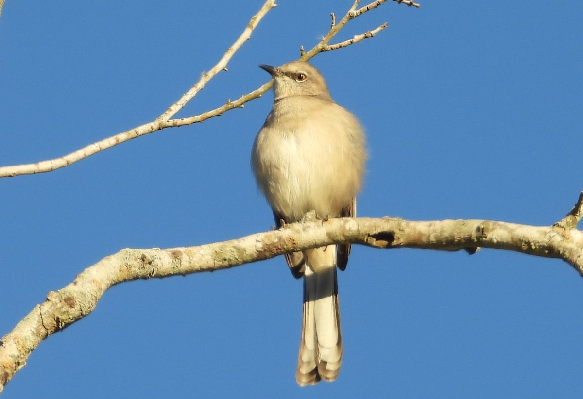 sangspottefugl - ML644426382