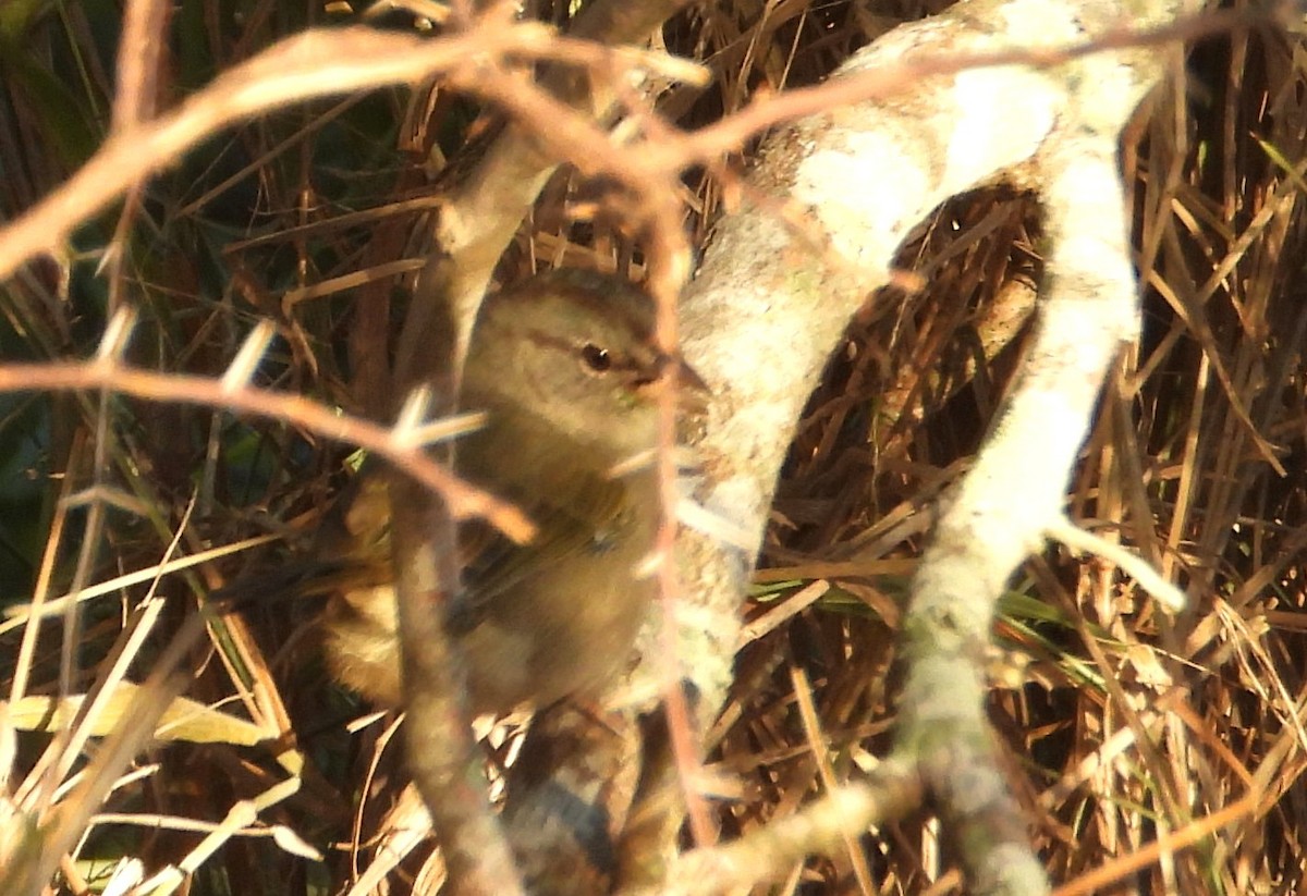 olivenspurv - ML644426414