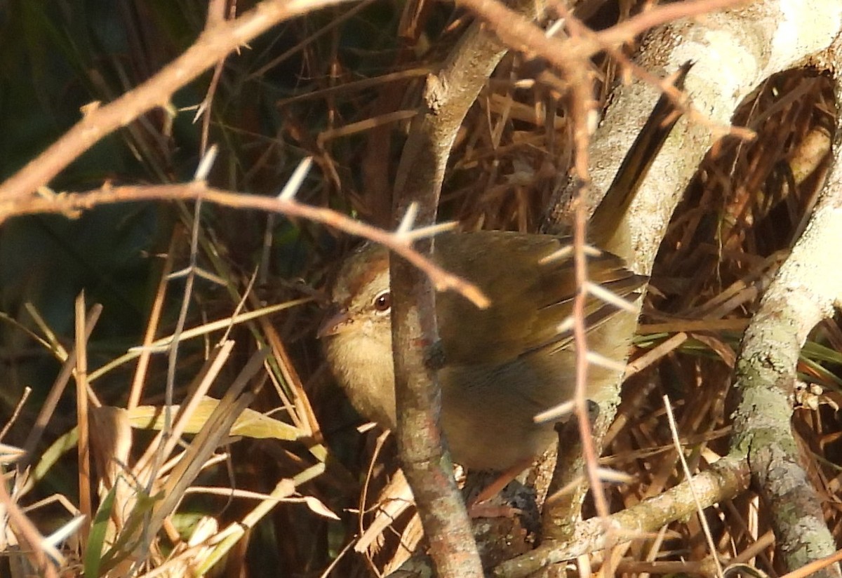 olivenspurv - ML644426415