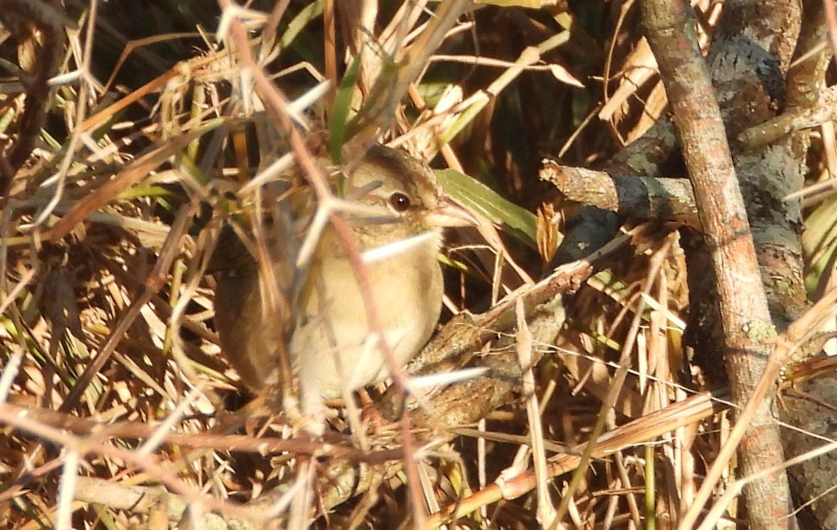 olivenspurv - ML644426416