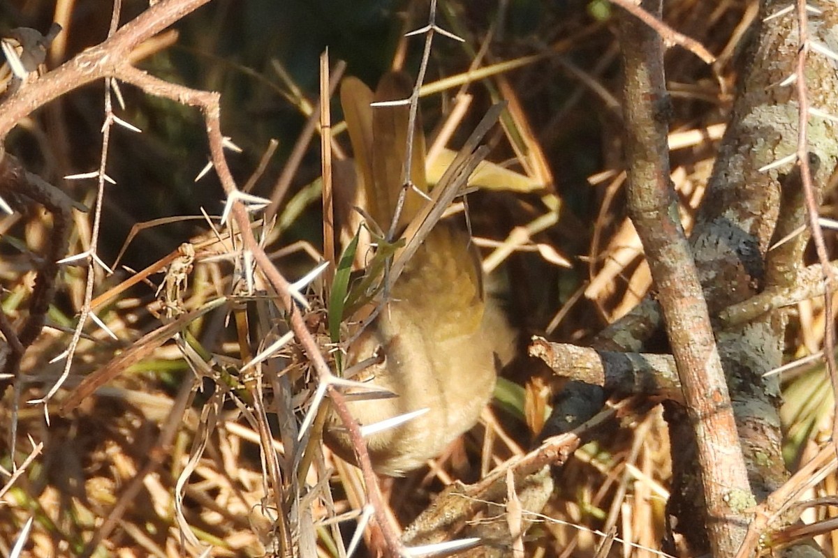 olivenspurv - ML644426417