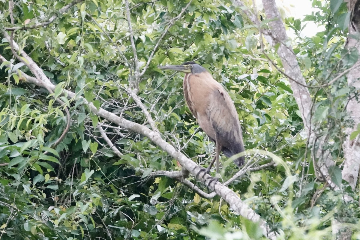 Avetigre Mexicana - ML644426419