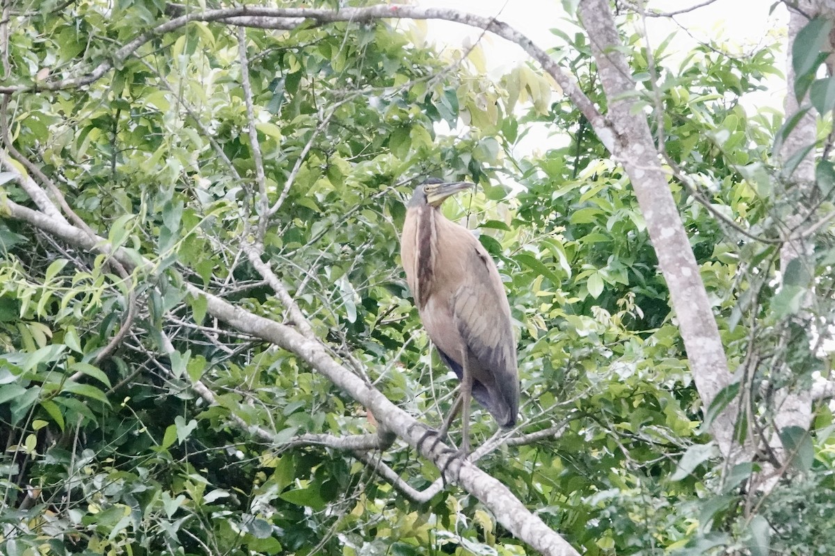 Avetigre Mexicana - ML644426420