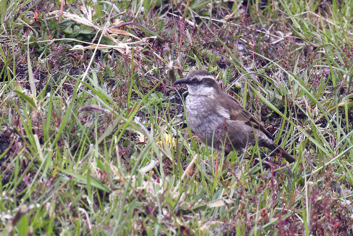 Stout-billed Cinclodes - ML644426431