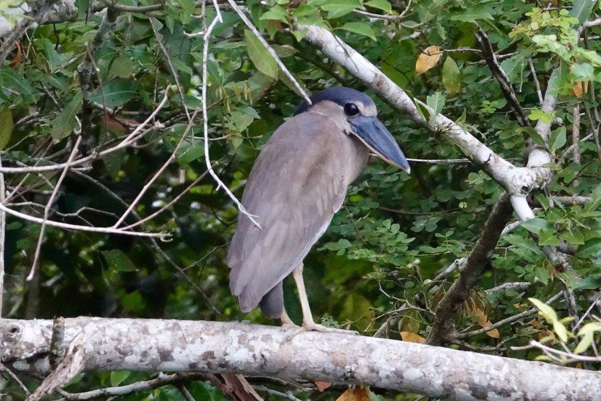 Boat-billed Heron - ML644426433